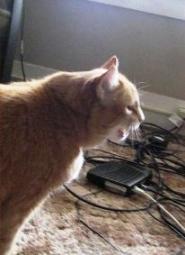 Как научить кота не грызть электрические провода и зарядные устройства