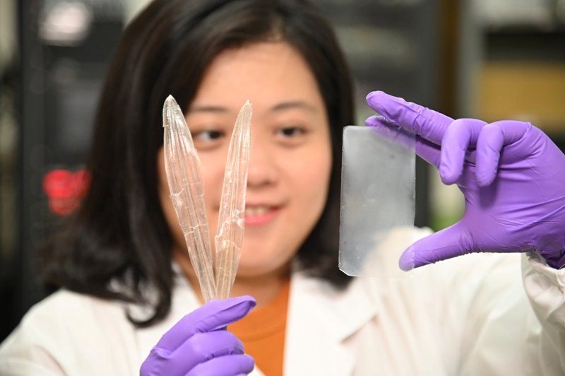 Аспирант Пиньи Хэ демонстрирует самоочищающуюся пленку, сделанную из недавно проявленного материала, извлеченного из выброшенных костей кальмаров